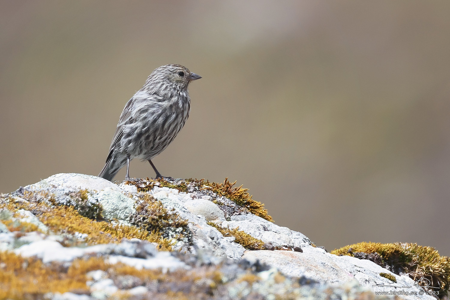 ASH-BREASTED SIERRA FINCH (Geospizopsis plebejus) - Stäng / close