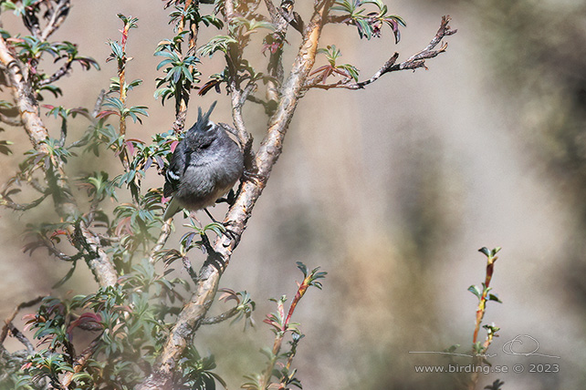 ASH-BREASTED TIT-TYRANT (Anairetes alpinus) - Stäng / close