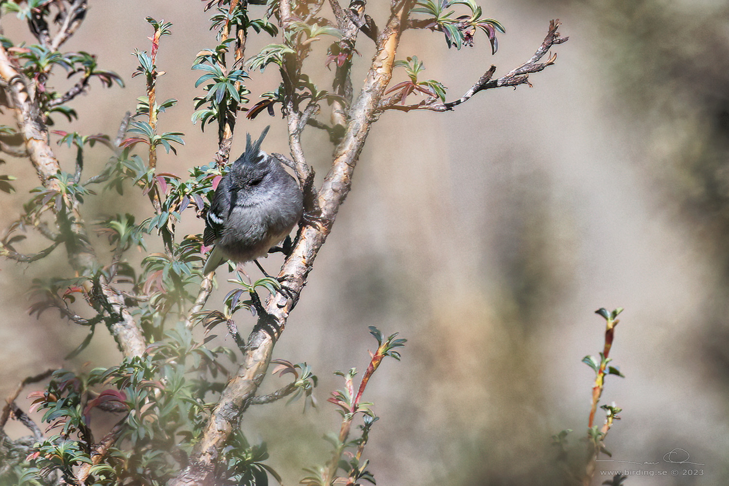 ASH-BREASTED TIT-TYRANT (Anairetes alpinus) - Stäng / close