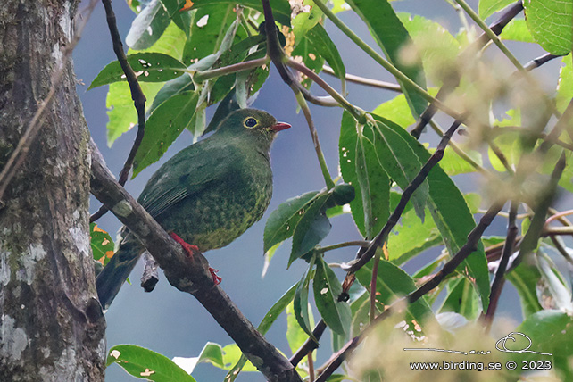 BAND-TAILED FRUITEATER (Pipreola intermedia) - Stäng / close