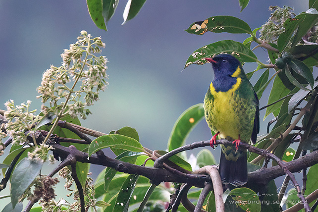 BAND-TAILED FRUITEATER (Pipreola intermedia) - Stäng / close
