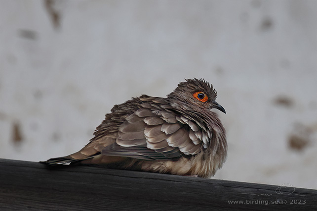 BARE-FACED GROUND DOVE (Metriopelia ceciliae) - Stäng / close