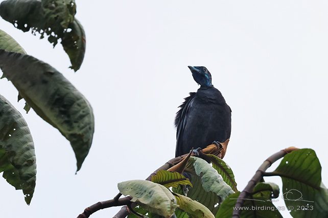 BARE-NECKED FRUITCROW (Gymnoderus foetidus) - Stäng / close