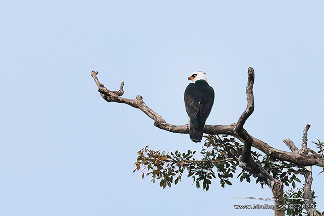 BLACK-AND-WHITE HAWK-EAGLE (Spizaetus melanoleucus) - Stäng / close