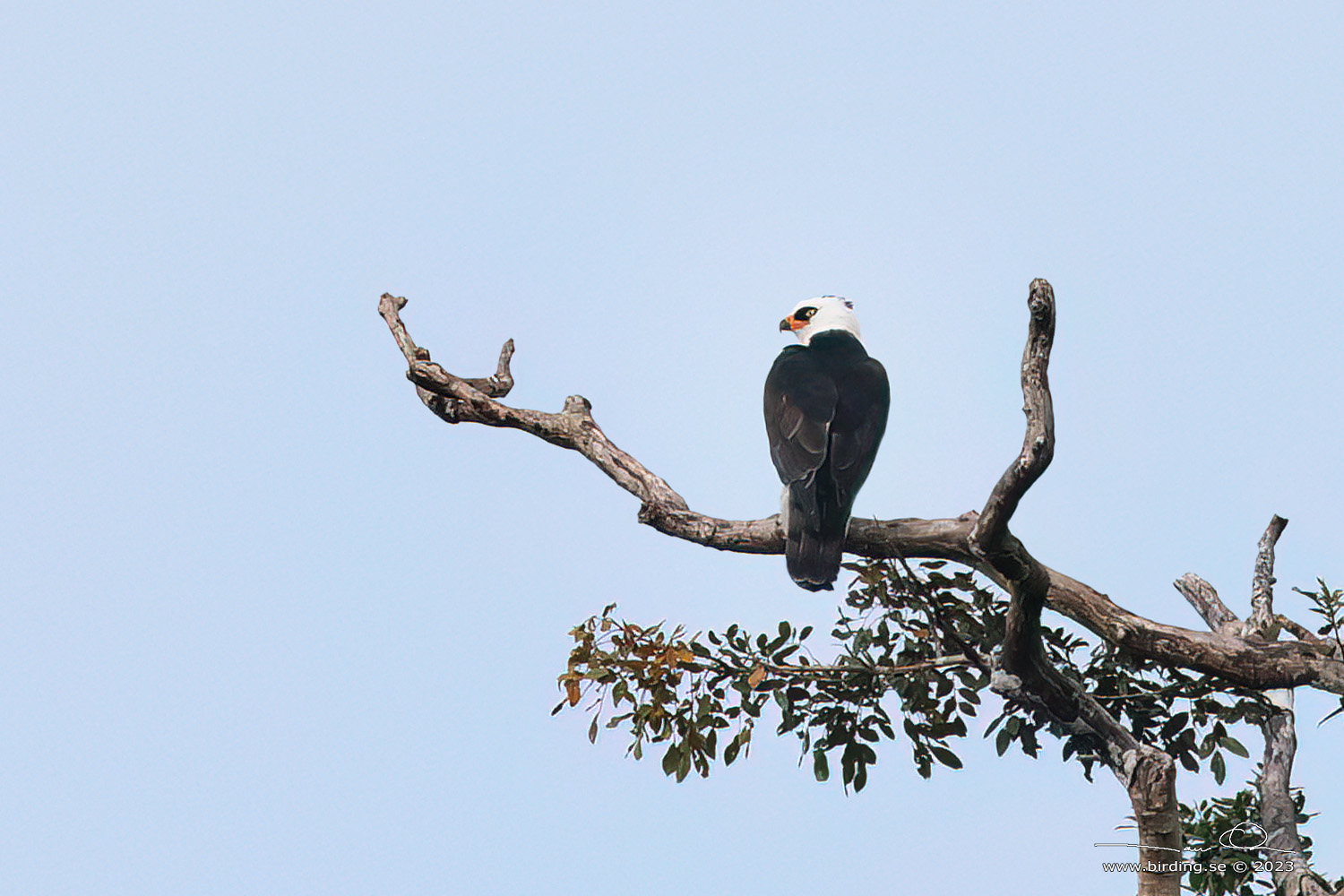 BLACK-AND-WHITE HAWK-EAGLE (Spizaetus melanoleucus) - Stäng / close