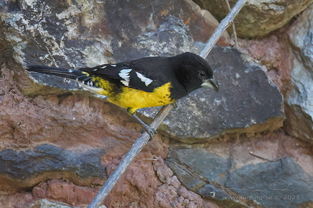 BLACK-BACKED GROSBEAK (Pheucticus aureoventris) - Stäng / close