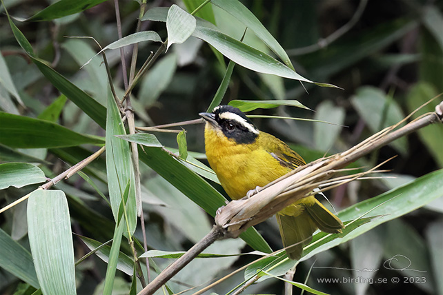 BLACK-CAPPED HEMISPINGUS (Kleinothraupis atropileus) - Stäng / close