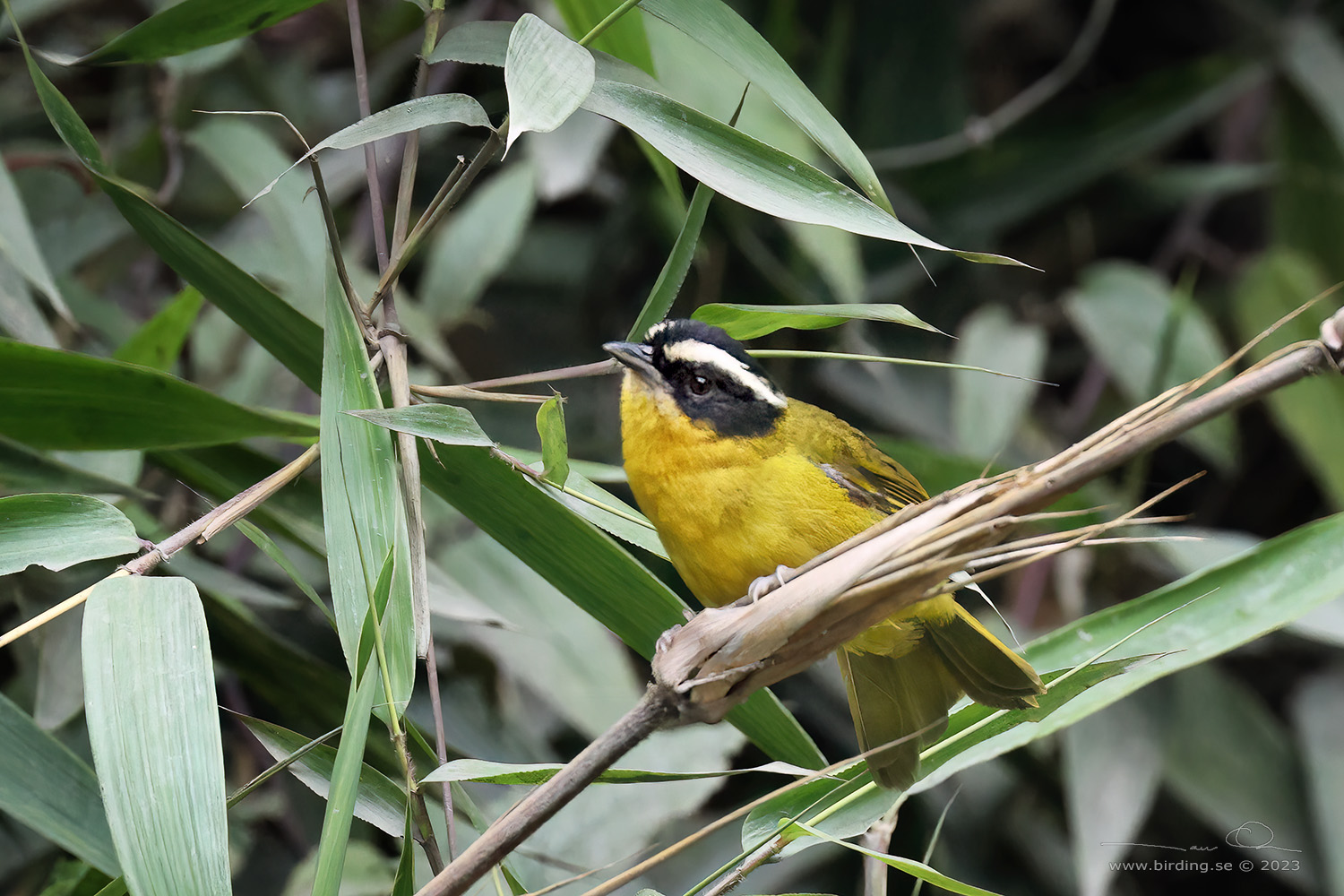 BLACK-CAPPED HEMISPINGUS (Kleinothraupis atropileus) - Stäng / close