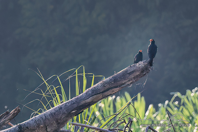 BLACK CARACARA (Daptrius ater) - Stäng / close