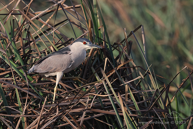 BLACK-CROWNED NIGHT HERON (Nycticorax nycticorax) - Stäng / close