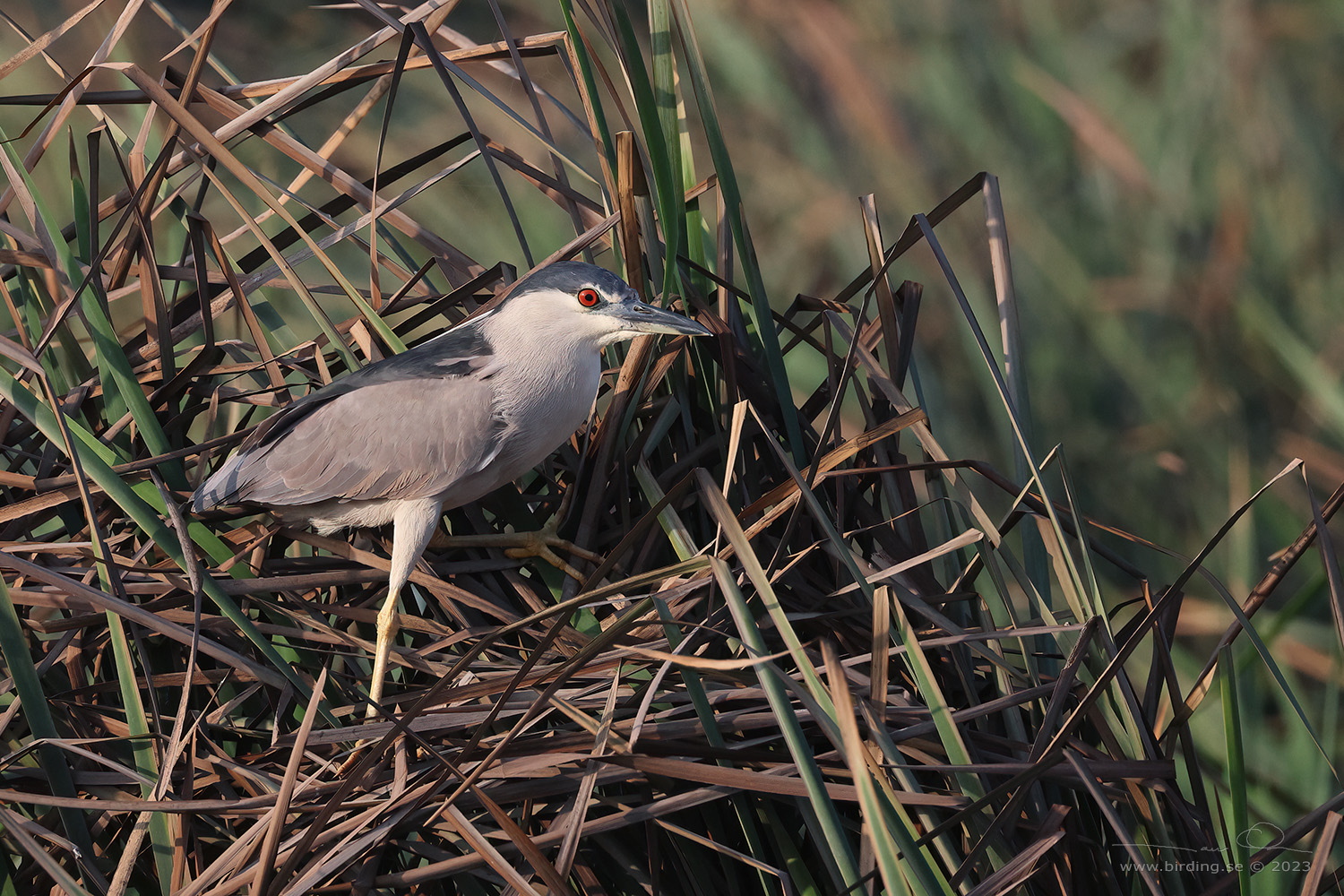 BLACK-CROWNED NIGHT HERON (Nycticorax nycticorax) - Stäng / close
