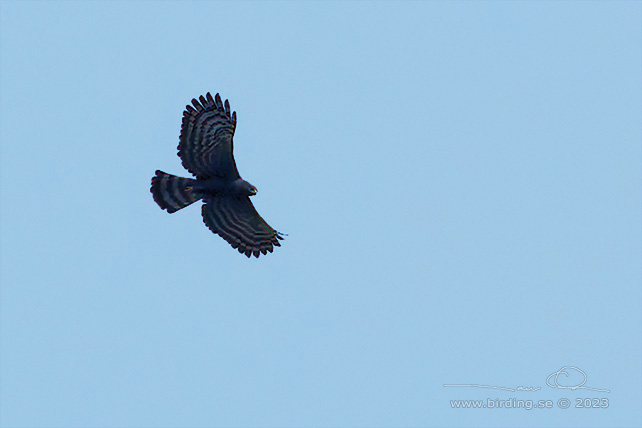 BLACK HAWK-EAGLE (Spizaetus tyrannus) - Stäng / close