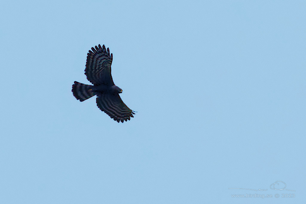 BLACK VULTURE (Coragyps atratus) - Stäng / close