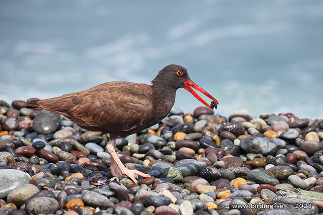 BLACKISH OYSTERCATCHER (Haematopus ater) - Stäng / close