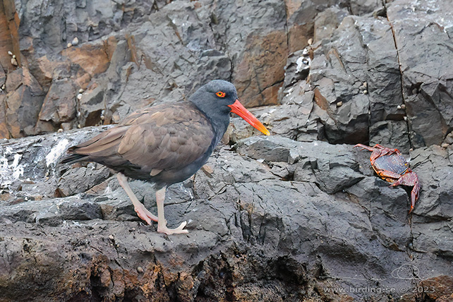BLACKISH OYSTERCATCHER (Haematopus ater) - Stäng / close