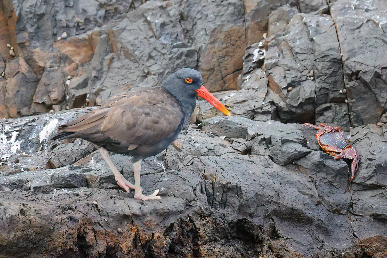 BLACKISH OYSTERCATCHER (Haematopus ater) - Stäng / close