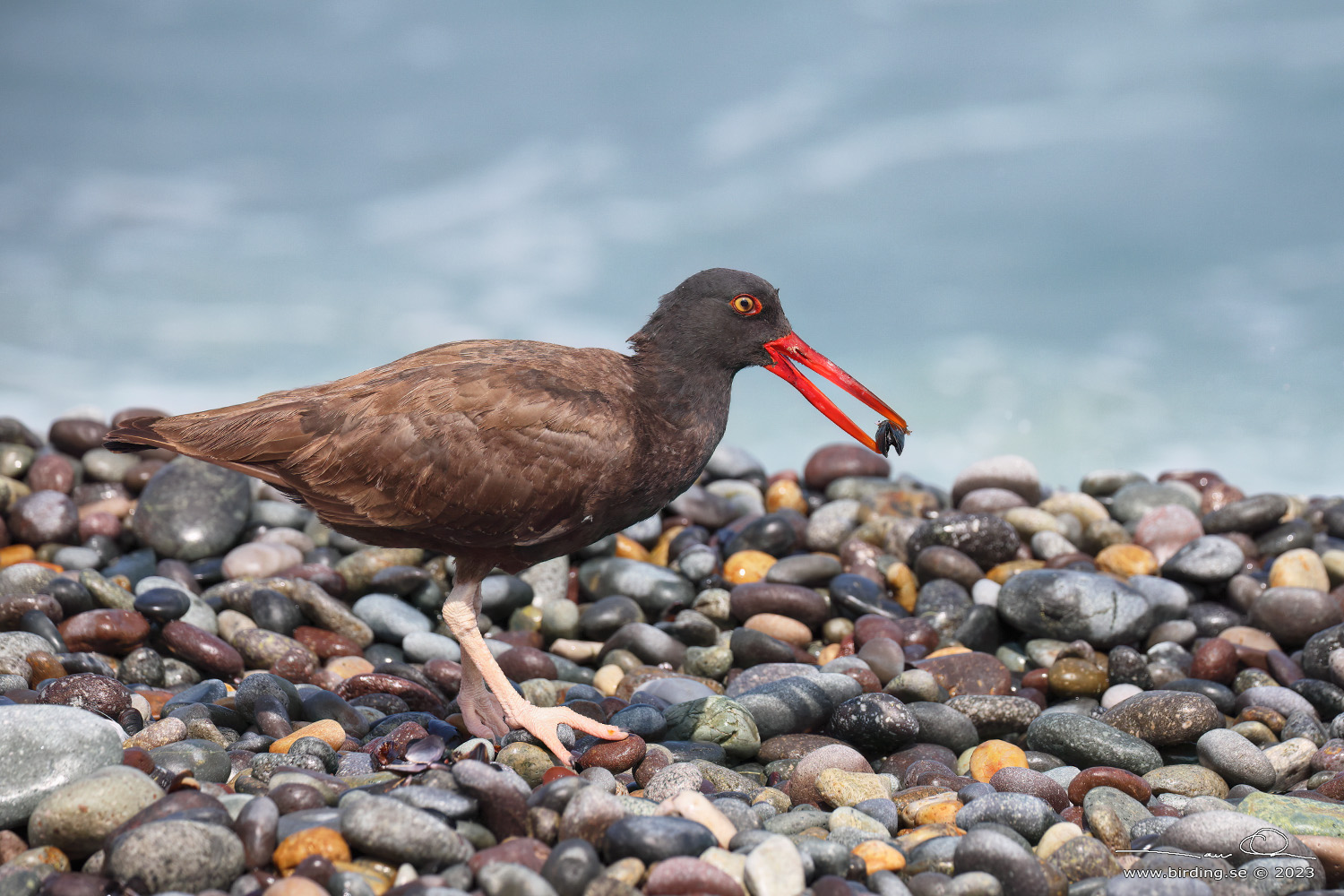 BLACKISH OYSTERCATCHER (Haematopus ater) - Stäng / close