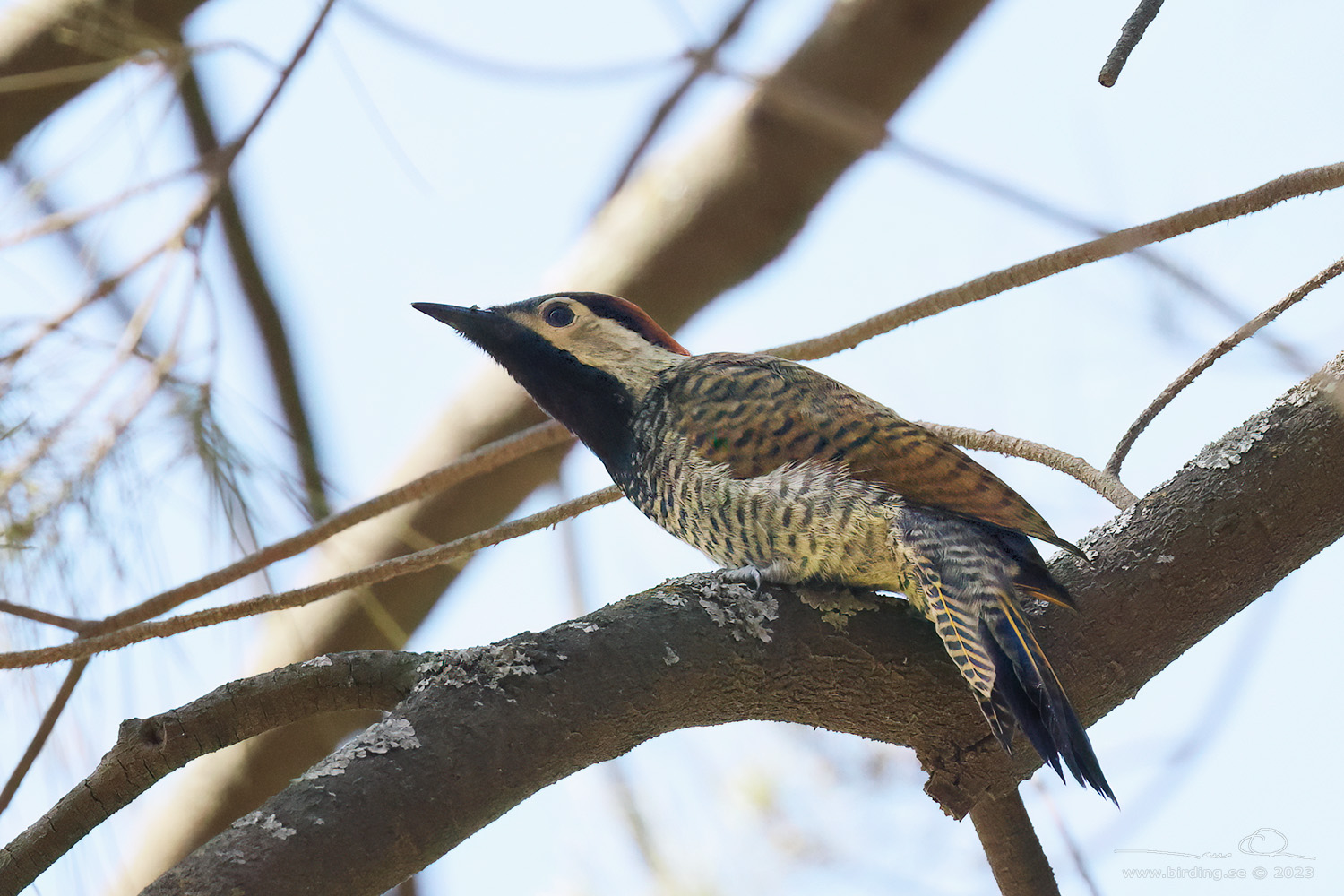 BLACK-NECKED WOODPECKER (Colaptes atricollis) - Stäng / close