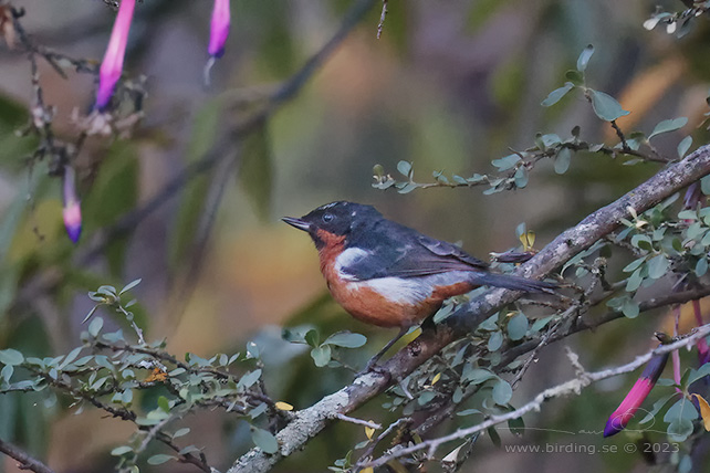 BLACK-THROATED FLOWERPIERCER (Diglossa brunneiventris) - Stäng / close
