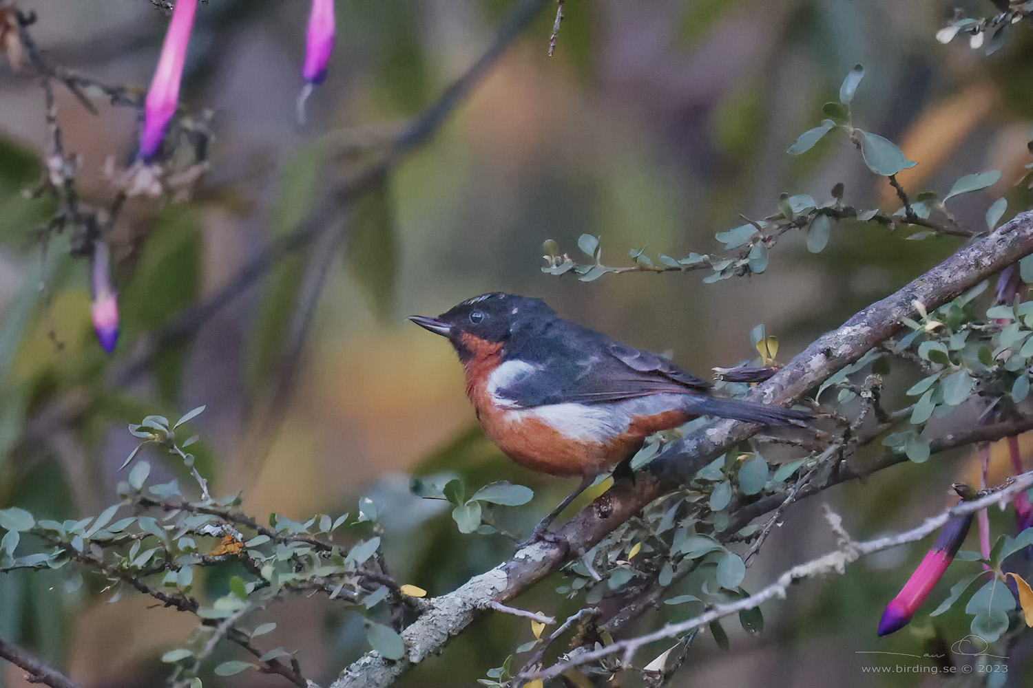 BLACK-THROATED FLOWERPIERCER (Diglossa brunneiventris) - Stäng / close
