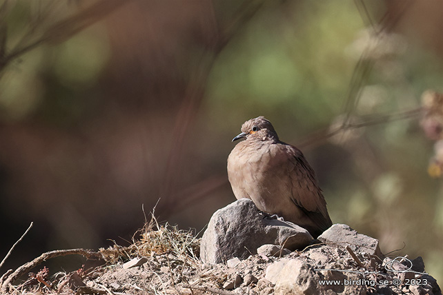 BLACK-WINGED GROUND DOVE (Metriopelia melanoptera) - Stäng / close