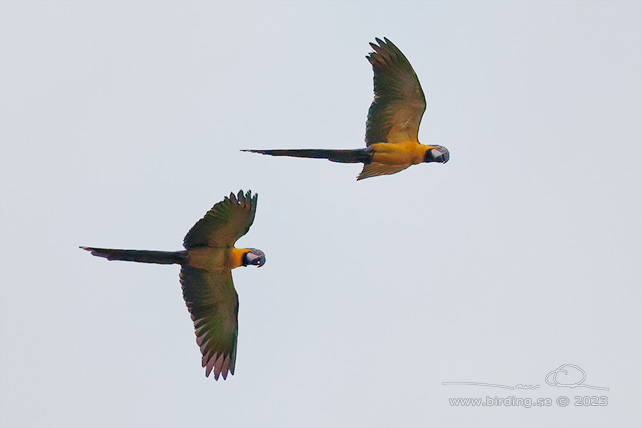 BLUE-AND-YELLOW MACAW (Ara ararauna) - Stäng / close