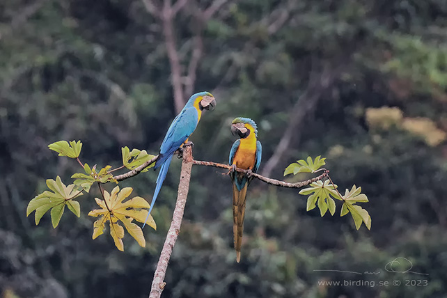 BLUE-AND-YELLOW MACAW (Ara ararauna) - Stäng / close