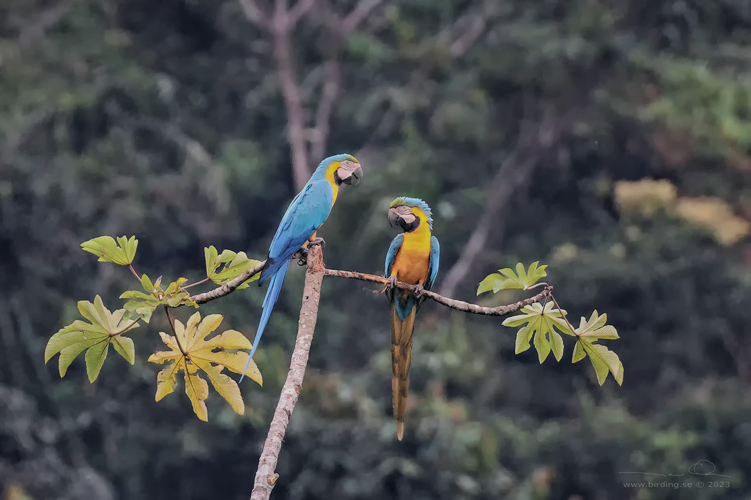BLUE-AND-YELLOW MACAW (Ara ararauna) - Stäng / close