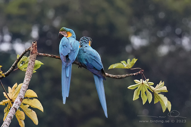 BLUE-AND-YELLOW MACAW (Ara ararauna) - Stäng / close