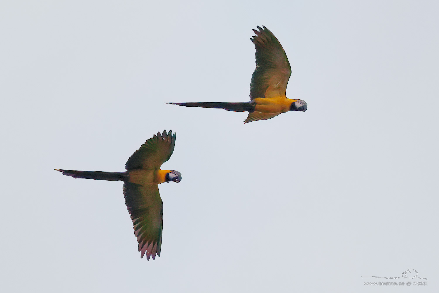 BLUE-AND-YELLOW MACAW (Ara ararauna) - Stäng / close