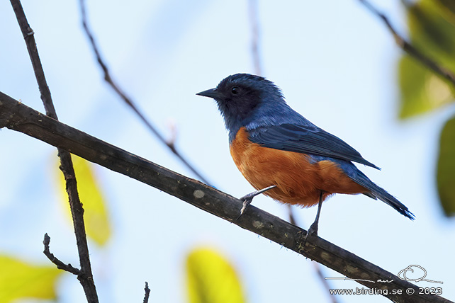 BLUE-BACKED CONEBILL (Conirostrum sitticolor) - Stäng / close