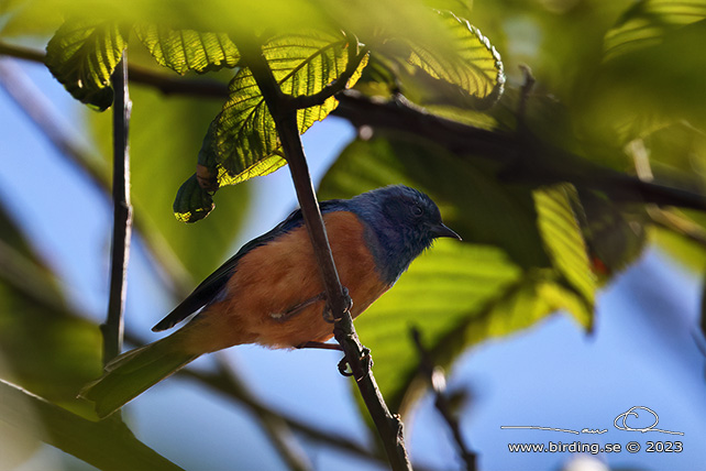 BLUE-BACKED CONEBILL (Conirostrum sitticolor) - Stäng / close