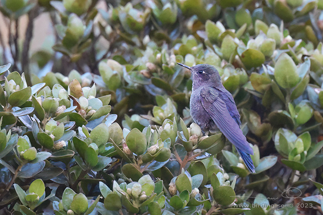 BLUE-MANTLED THORNBILL (Chalcostigma stanleyi) - Stäng / close