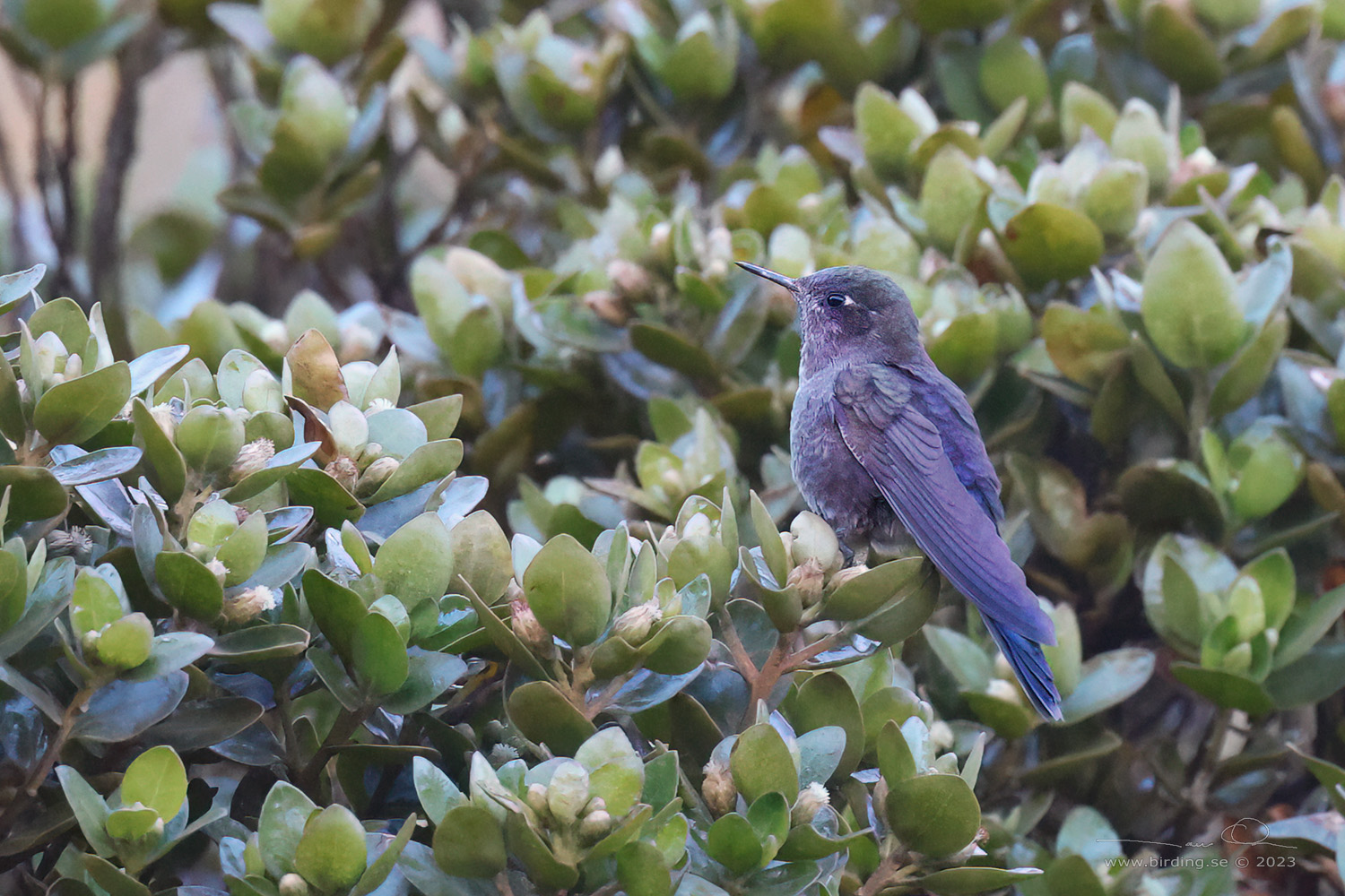 BLUE-MANTLED THORNBILL (Chalcostigma stanleyi) - Stäng / close