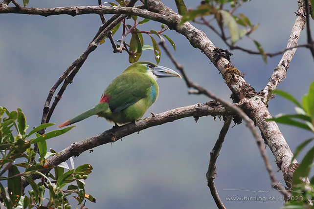 BLUE-BANDED TOUCANET (Aulacorhynchus coeruleicinctis) - Stäng / close