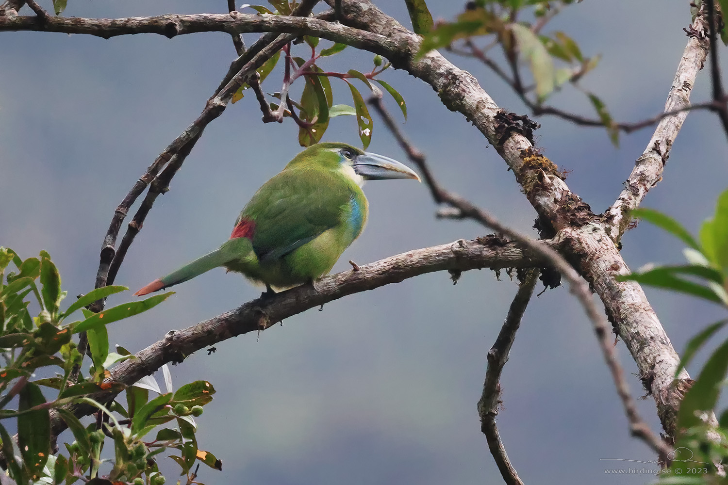 BLUE-BANDED TOUCANET (Aulacorhynchus coeruleicinctis) - Stäng / close