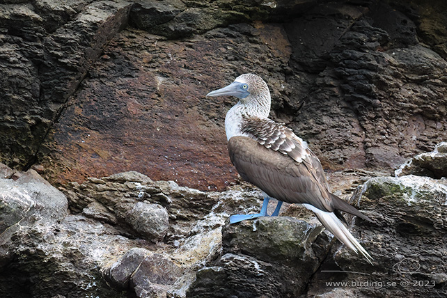 BLUE-FOOTED BOOBY (Sula nebouxii) - Stäng / close