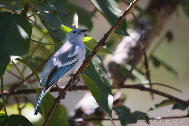 BLUE-GREY TANAGER (Thraupis episcopus) - Stäng / close