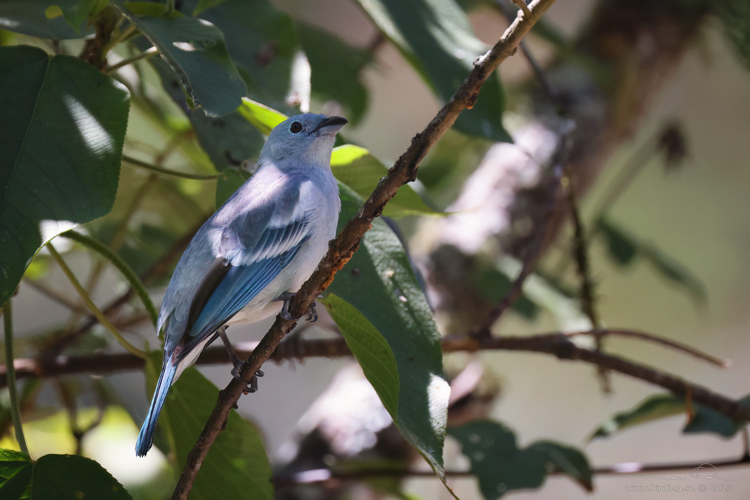 BLUE-GREY TANAGER (Thraupis episcopus) - Stäng / close