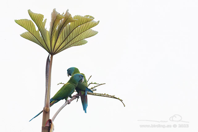 BLUE-HEADED MACAW (Primolius couloni) - Stäng / close