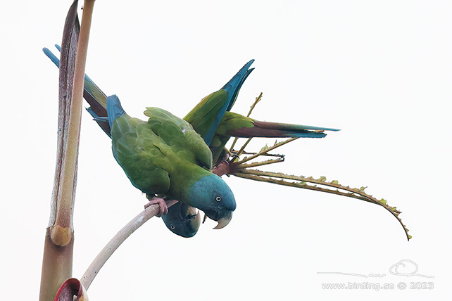 BLUE-HEADED MACAW (Primolius couloni) - Stäng / close