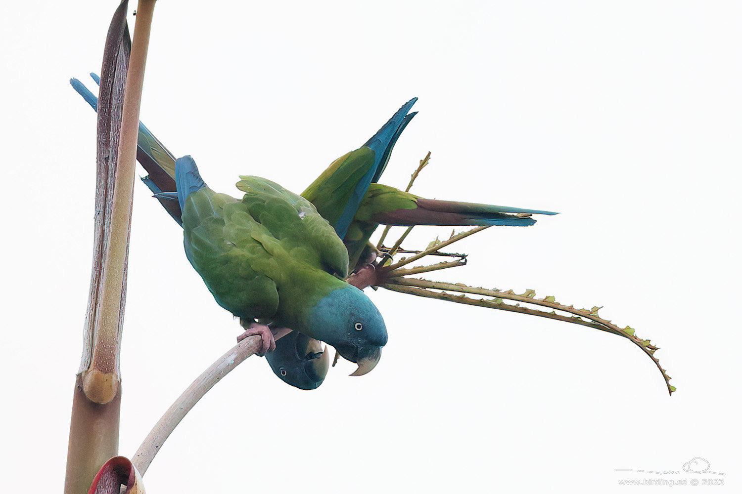 BLUE-HEADED MACAW (Primolius couloni) - Stäng / close