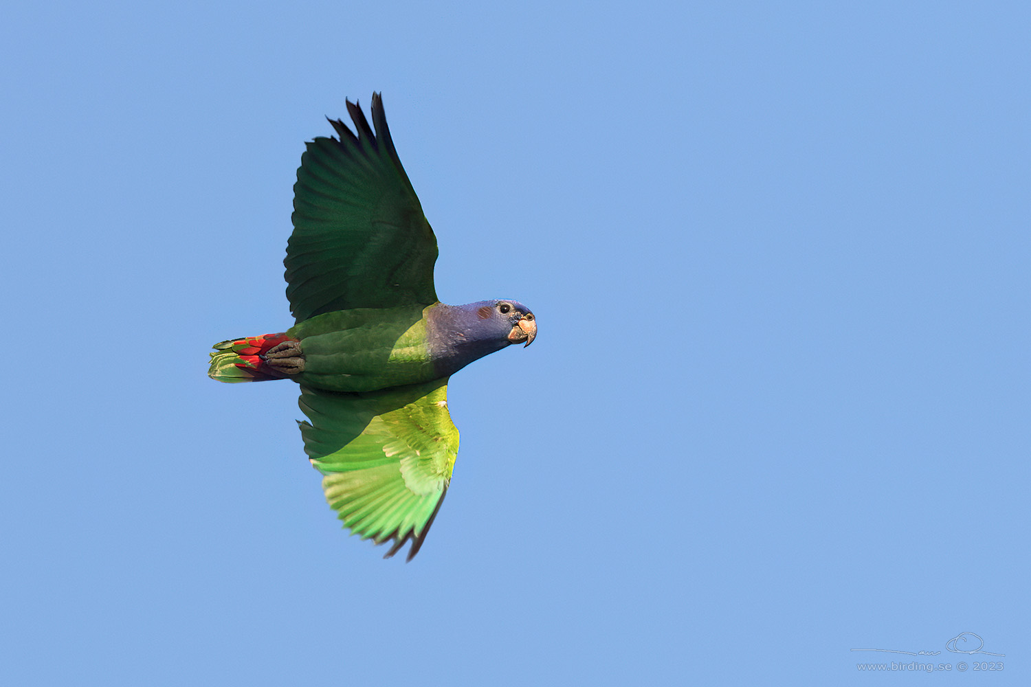 BLUE-HEADED PARROT (Pionus menstruus) - Stäng / close