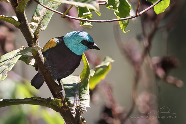 BLUE-NECKED TANAGER (Stilpnia cyanicollis) - Stäng / close