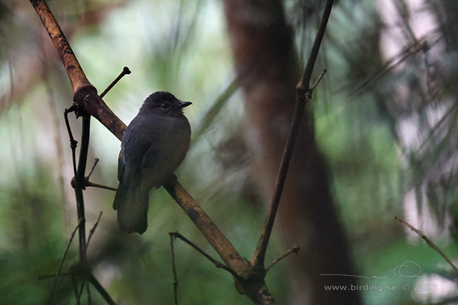 BLUISH-SLATE ANTSHRIKE (Thamnomanes schistogynus) - Stäng / close
