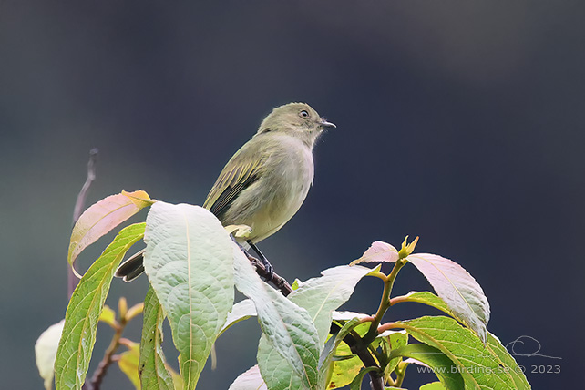BOLIVIAN TYRANNULET (Zimmerius bolivianus) - Stäng / close