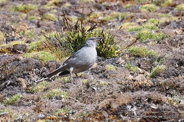 BOULDER FINCH (Idiopsar brachyurus) - Stäng / close
