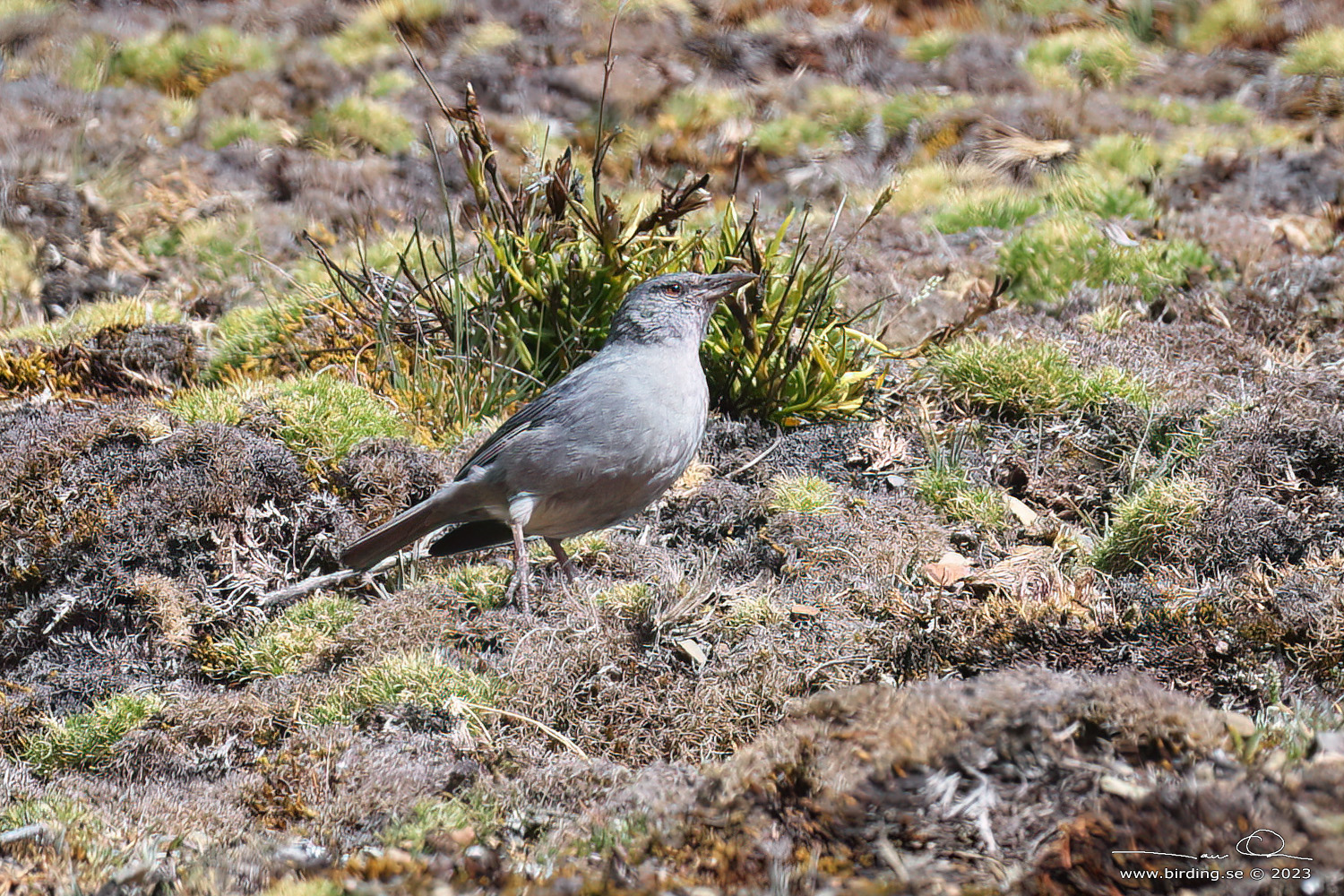 BOULDER FINCH (Idiopsar brachyurus) - Stäng / close