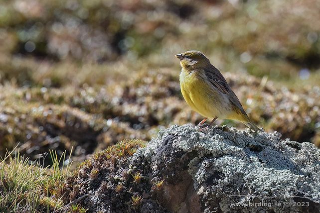 BRIGHT-RUMPED YELLOW FINCH (Sicalis uropigyalis) - Stäng / close