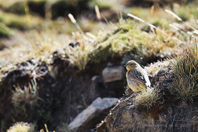 BRIGHT-RUMPED YELLOW FINCH (Sicalis uropigyalis) - Stäng / close